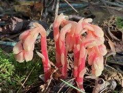 Monotropa hypopitys