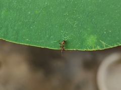 Myrmarachne formosana