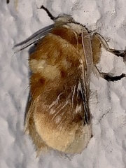 Megalopyge opercularis