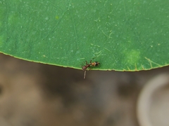 Myrmarachne formosana