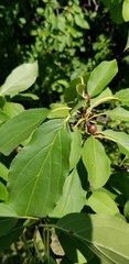 Rhamnus