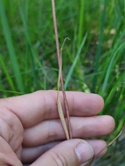 Fritillaria meleagroides