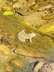 Rana luteiventris
