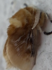 Megalopyge opercularis