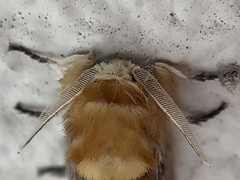 Megalopyge opercularis