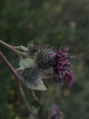 Arctium tomentosum