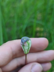Fritillaria meleagroides