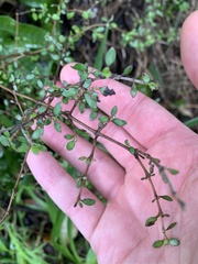 Coprosma