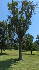 Agrilus planipennis