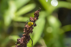 Diabrotica undecimpunctata