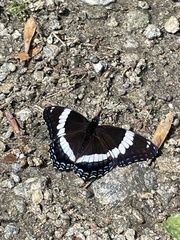 Limenitis arthemis arthemis