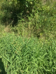 Bromus