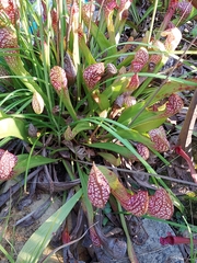 Sarraceniaceae