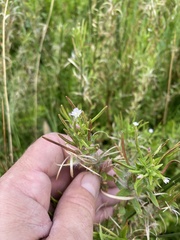Epilobium ciliatum