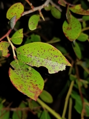 Septoria albopunctata