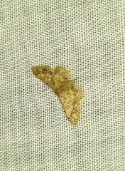 Idaea celtima
