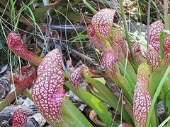Sarraceniaceae