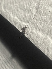 Aedes aegypti