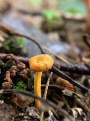 Cantharellus minor