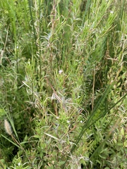 Epilobium ciliatum