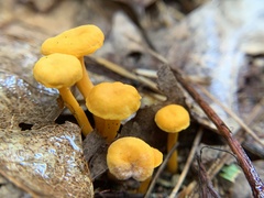 Cantharellus minor