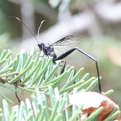 Pelecinus polyturator