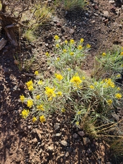 Chrysothamnus viscidiflorus