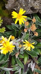 Robinsonecio gerberifolius