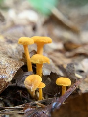 Cantharellus minor
