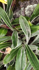 Robinsonecio gerberifolius