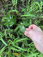 Microsorum pustulatum