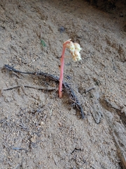 Monotropa hypopitys