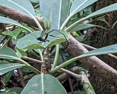 Pelecinus polyturator