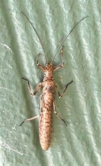 Plecoptera