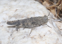 Lactista gibbosus