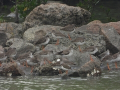 Xenus cinereus