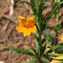 Diplacus aurantiacus