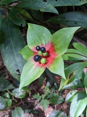 Medeola virginiana