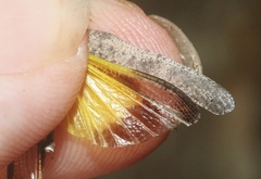 Lactista gibbosus