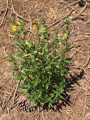 Diplacus aurantiacus