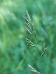 Festuca rupicola
