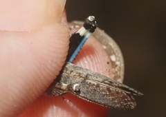 Lactista gibbosus