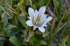 Gentiana newberryi tiogana