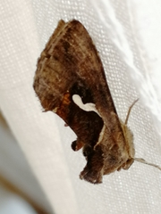 Macdunnoughia confusa