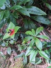 Medeola virginiana