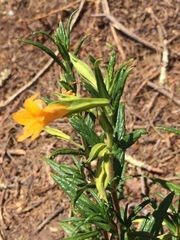 Diplacus aurantiacus