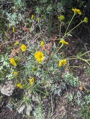 Hymenothrix dissecta