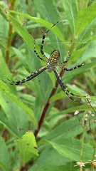 Argiope trifasciata