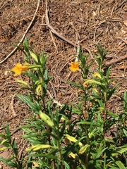 Diplacus aurantiacus