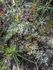 Hymenothrix dissecta